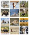 Triumph® Calendars Sportsman Wall Calendar