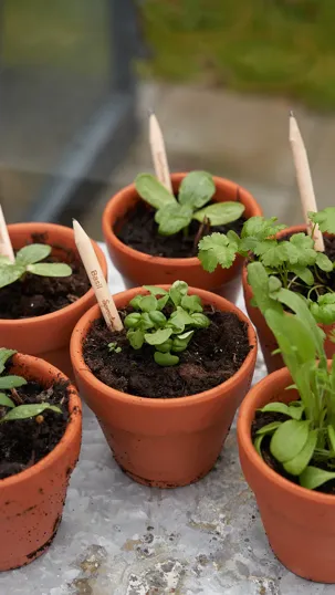 SproutWorld™ Plantable Pencil with Seed Capsule — view 15