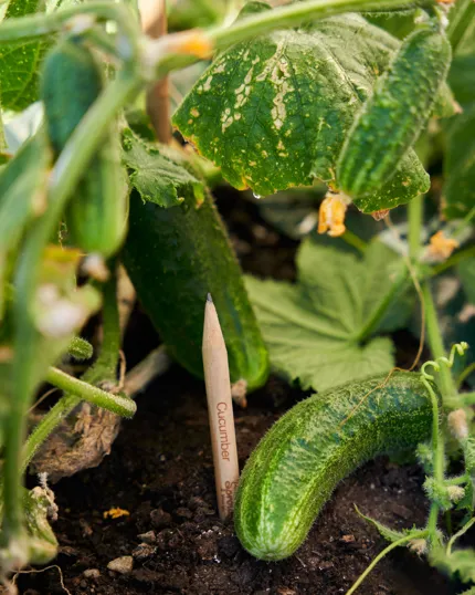 SproutWorld™ Plantable Pencil with Seed Capsule — view 6