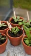 SproutWorld™ Plantable Pencil with Seed Capsule — view 15