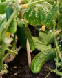 SproutWorld™ Plantable Pencil with Seed Capsule — view 6