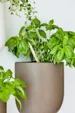 SproutWorld™ Plantable Pencil with Seed Capsule — view 13