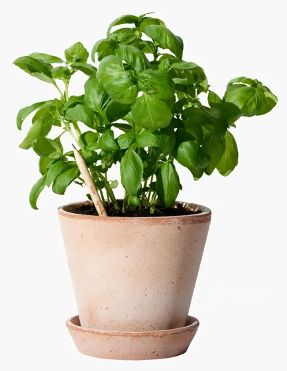 SproutWorld™ Plantable Pencil with Seed Capsule — view 17