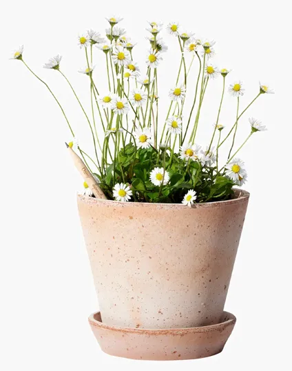 SproutWorld™ Plantable Pencil with Seed Capsule — view 8