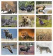 Good Value™ Wildlife Portraits Window Calendar, 13-Month Wall Calendar