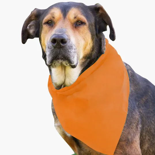 Garyline® Large Triangle Doggie Bandana — view 6