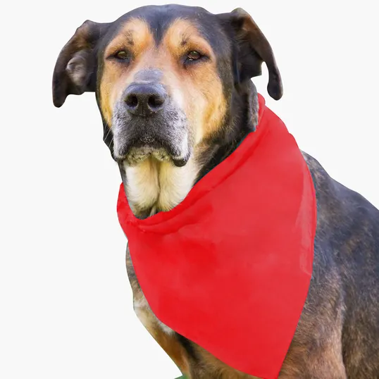 Garyline® Large Triangle Doggie Bandana — view 7