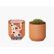Modern Sprout® Tiny Terracotta Grow Kit Champagne Poppies