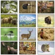 Wildlife Wall Calendar: 2027 Stapled