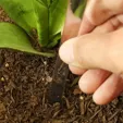 Evergreen Self-Watering Globe — view 3