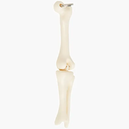 Knee Joint Bone Keyring — view 3