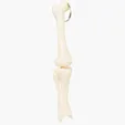 Knee Joint Bone Keyring