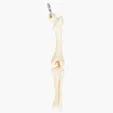 Knee Joint Bone Keyring — view 2