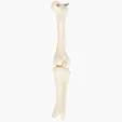 Knee Joint Bone Keyring — view 3