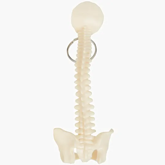 Spine and Pelvis Bone Keyring