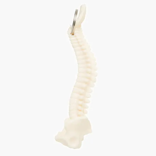 Spine and Pelvis Bone Keyring — view 2
