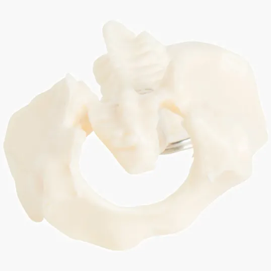 Spine and Pelvis Bone Keyring — view 3