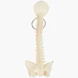 Spine and Pelvis Bone Keyring