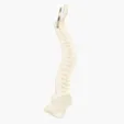 Spine and Pelvis Bone Keyring — view 2