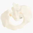 Spine and Pelvis Bone Keyring — view 3
