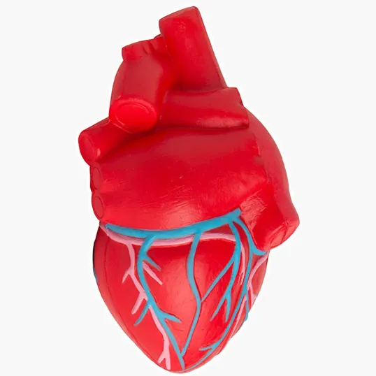 Anatomic Heart with Veins Stress Reliever — view 3