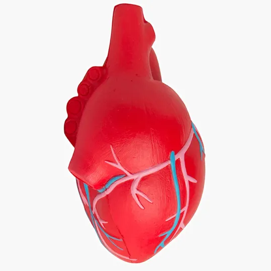 Anatomic Heart with Veins Stress Reliever — view 4