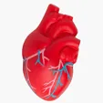 Anatomic Heart with Veins Stress Reliever — view 2
