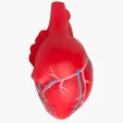 Anatomic Heart with Veins Stress Reliever — view 4