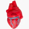 Anatomic Heart with Veins Stress Reliever