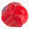 Anatomic Heart with Veins Stress Reliever — view 5