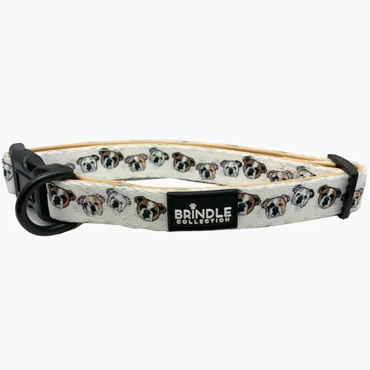 Dog Collar With Neoprene Backing, Small