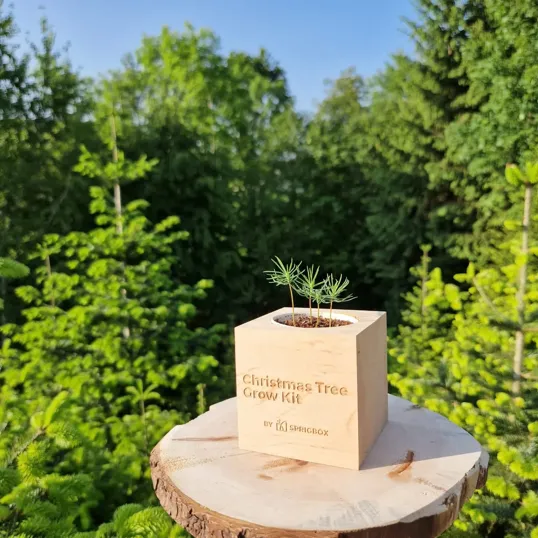 Sprigbox Christmas Tree Grow Kit with Wooden Pot — view 6
