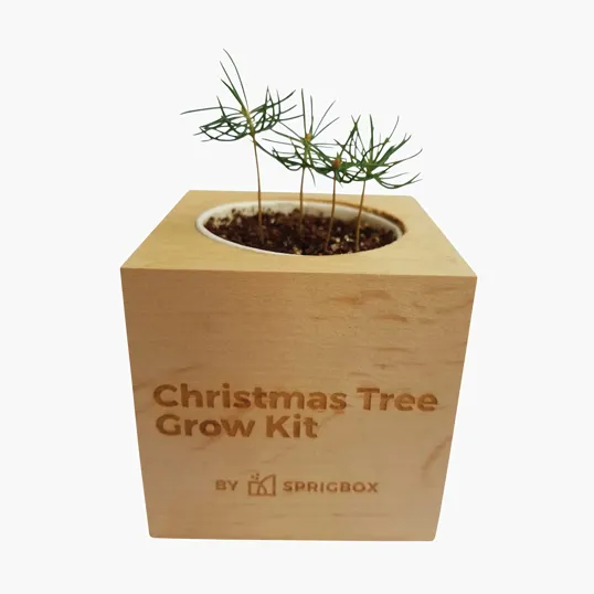 Sprigbox Christmas Tree Grow Kit with Wooden Pot — view 5