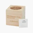 Sprigbox Christmas Tree Grow Kit with Wooden Pot — view 3